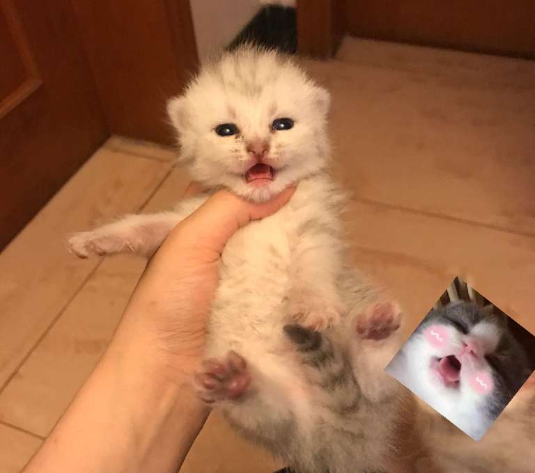 猫图片|宠物猫|猫咪|