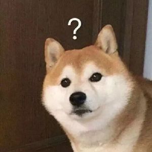 猫图片|宠物猫|猫咪|