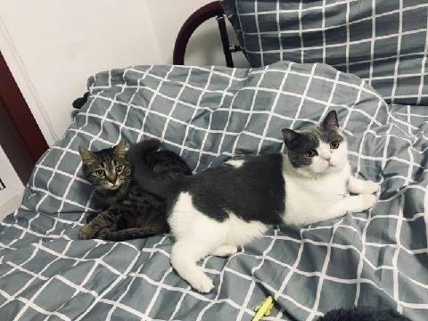 猫图片|宠物猫|猫咪|