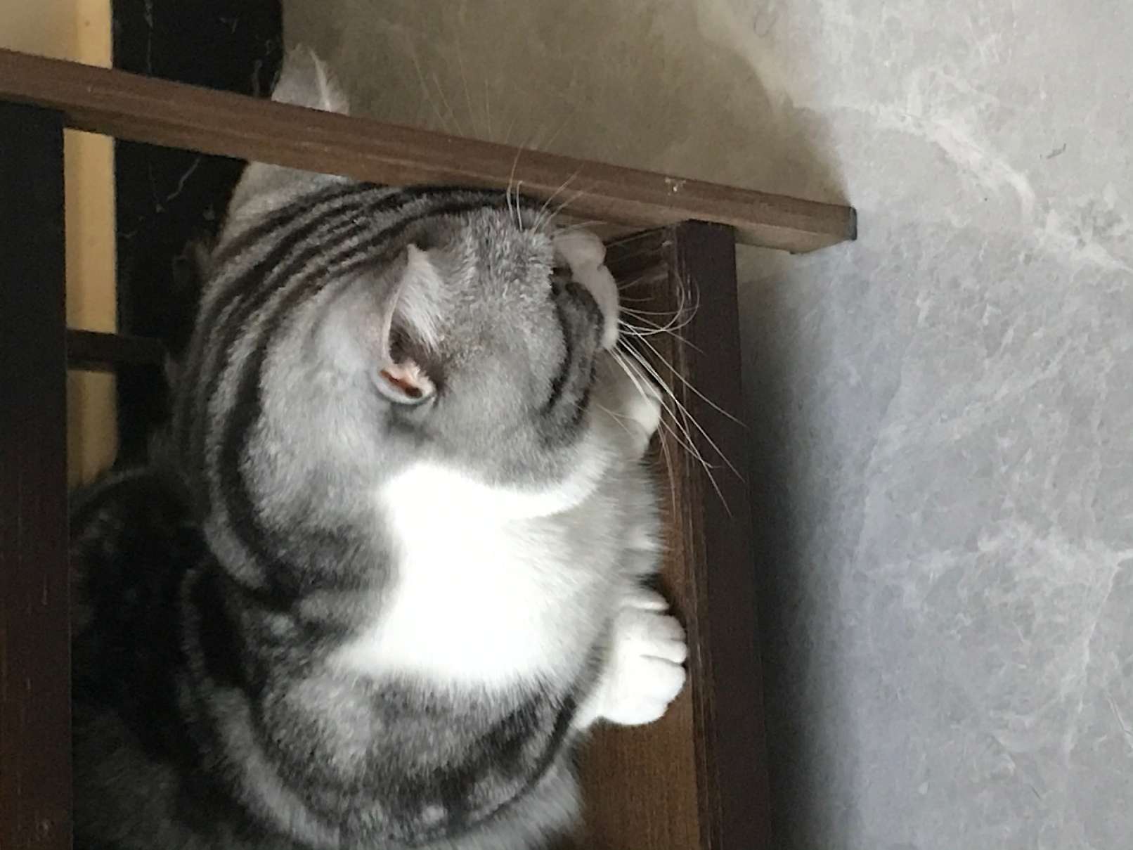 猫图片|宠物猫|猫咪|