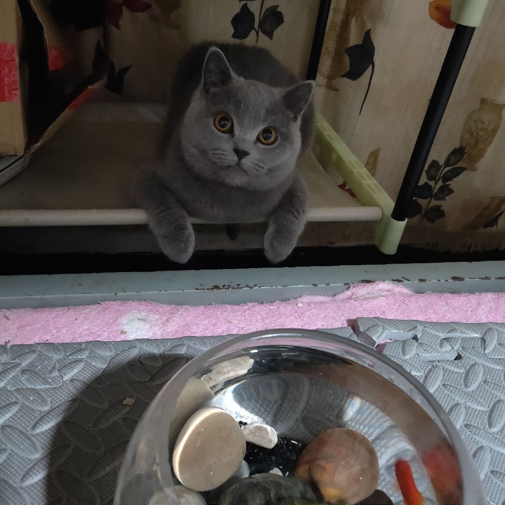 猫图片|宠物猫|猫咪|