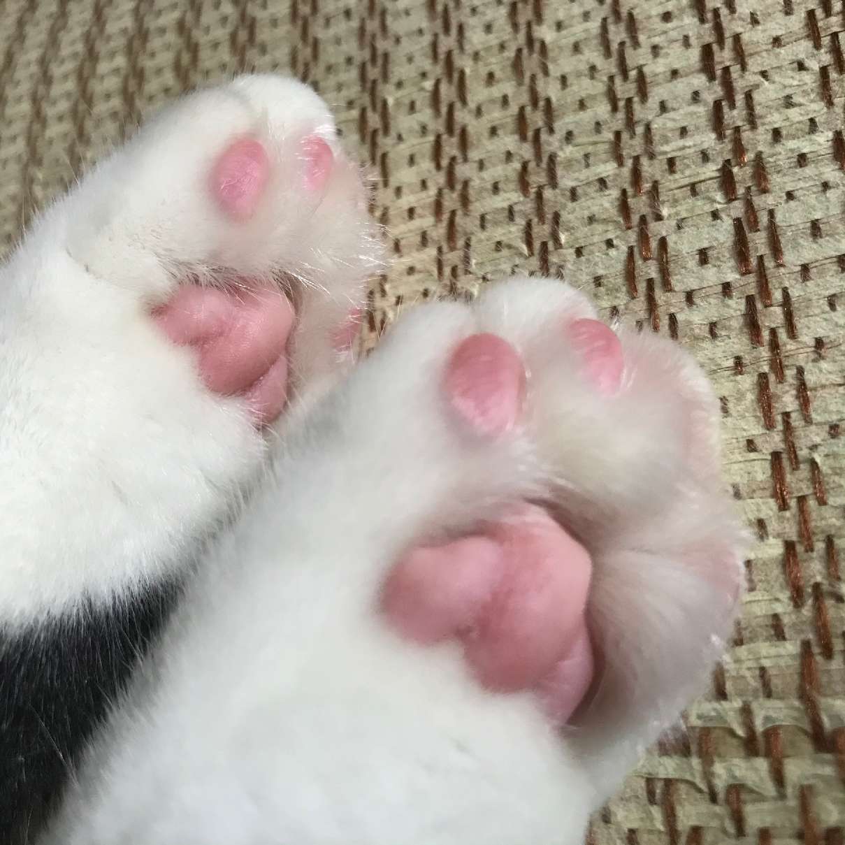 猫图片|宠物猫|猫咪|