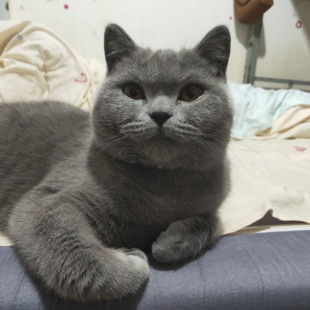 猫图片|宠物猫|猫咪|