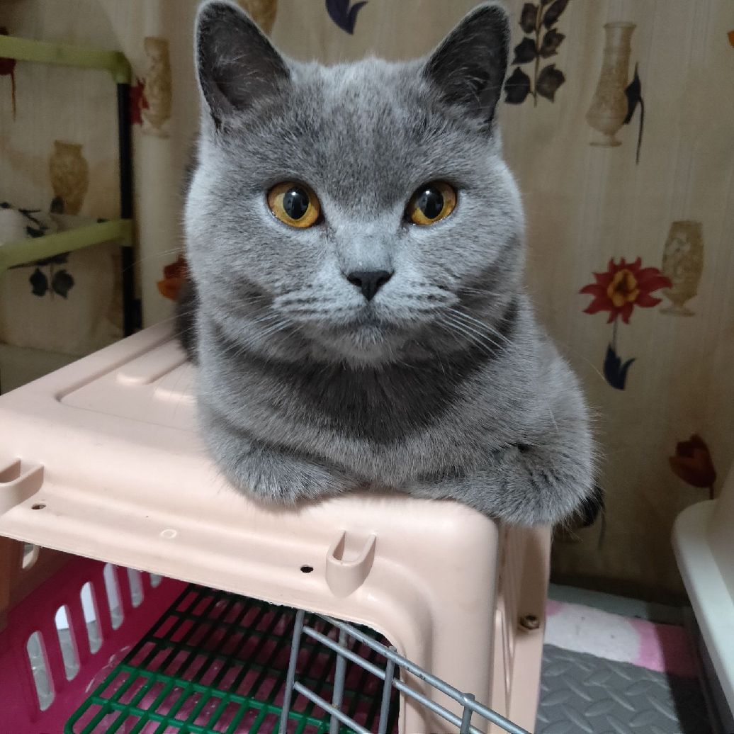 猫图片|宠物猫|猫咪|