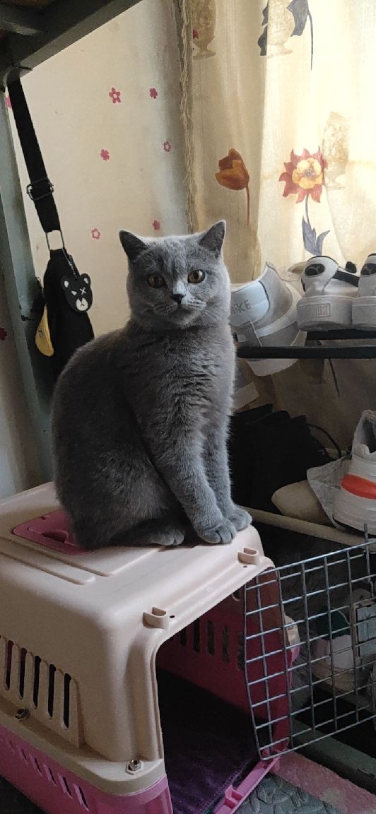 猫图片|宠物猫|猫咪|