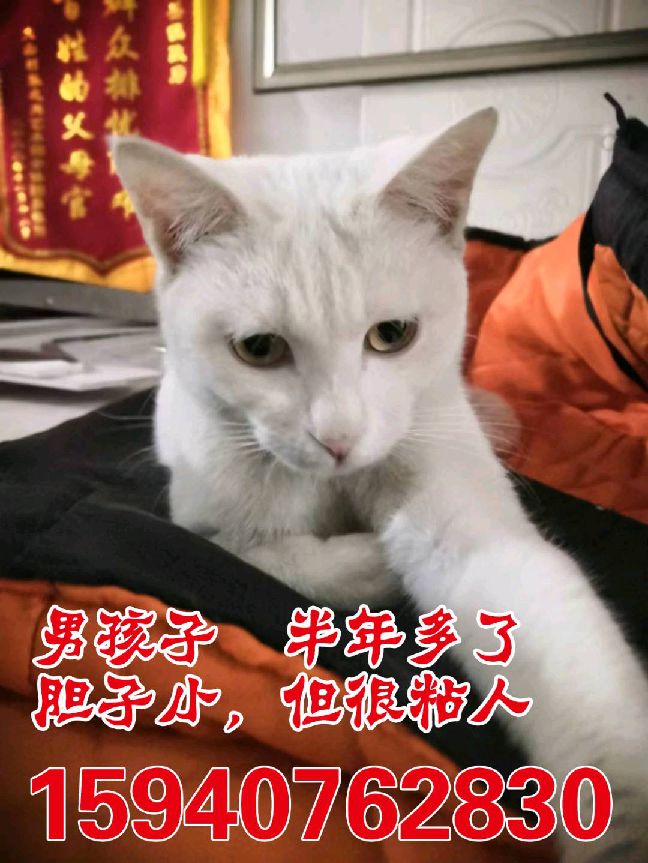 猫图片|宠物猫|猫咪|