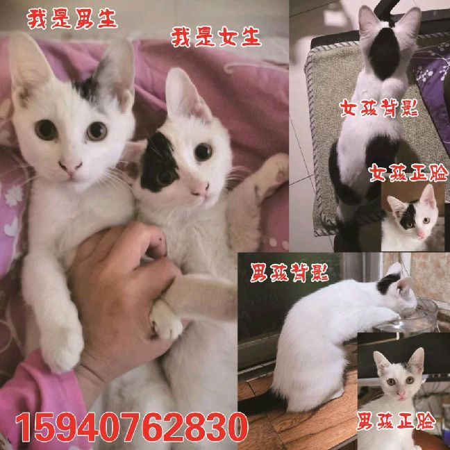 猫图片|宠物猫|猫咪|