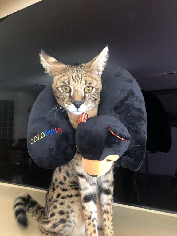 猫图片|宠物猫|猫咪|