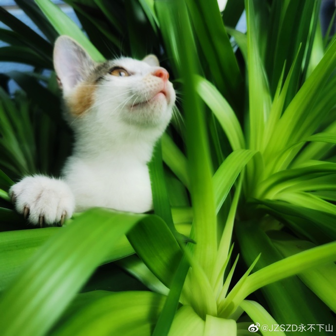 猫图片|宠物猫|猫咪|