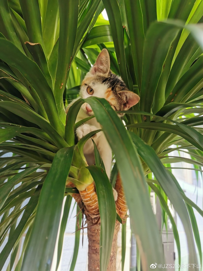 猫图片|宠物猫|猫咪|