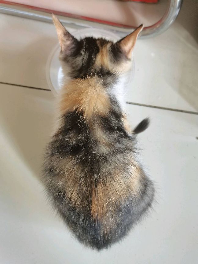 猫图片|宠物猫|猫咪|