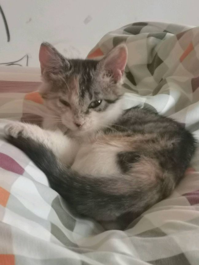 猫图片|宠物猫|猫咪|