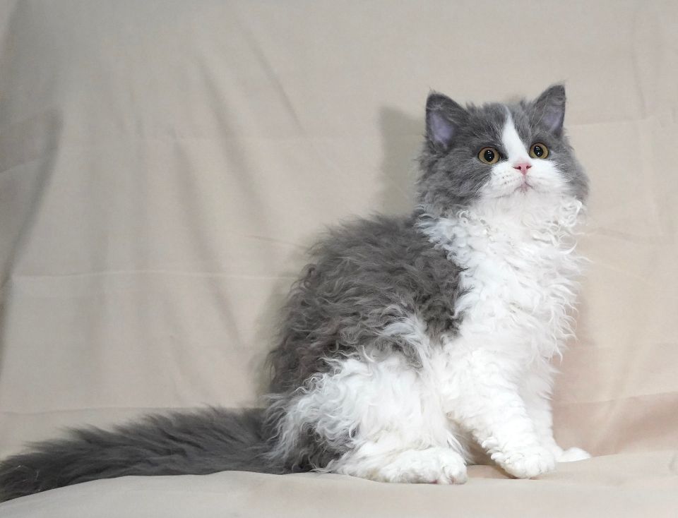 猫图片|宠物猫|猫咪|