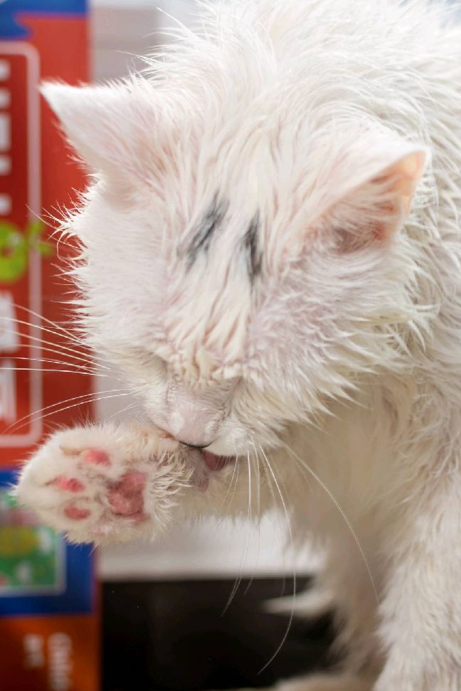 猫图片|宠物猫|猫咪|