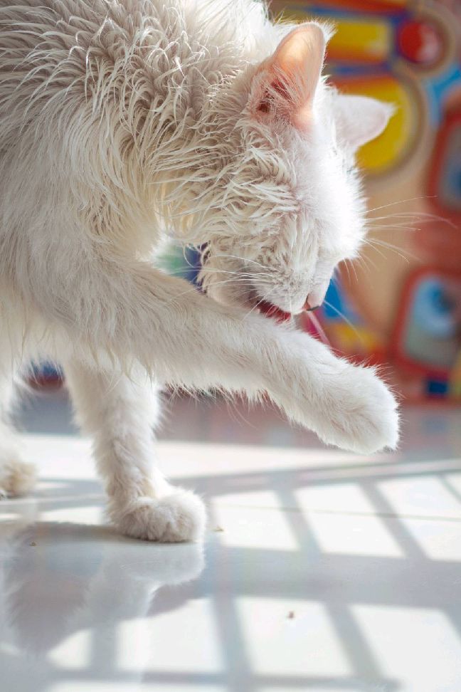 猫图片|宠物猫|猫咪|