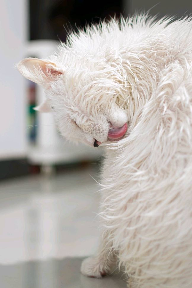 猫图片|宠物猫|猫咪|