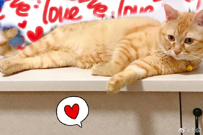 猫图片|宠物猫|猫咪|