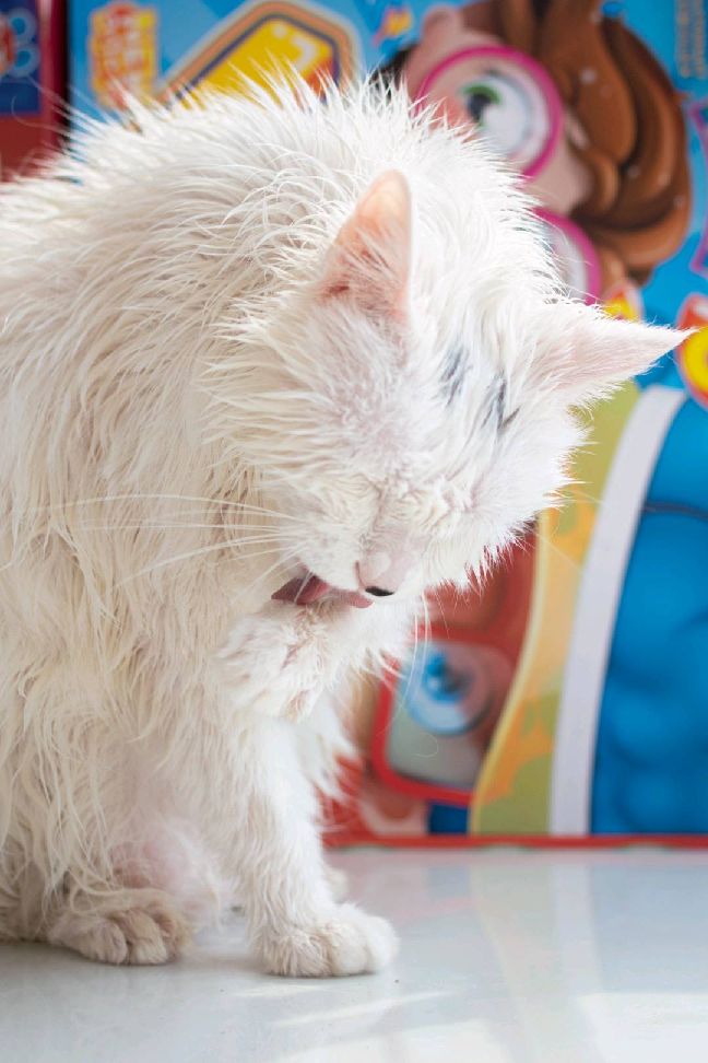 猫图片|宠物猫|猫咪|