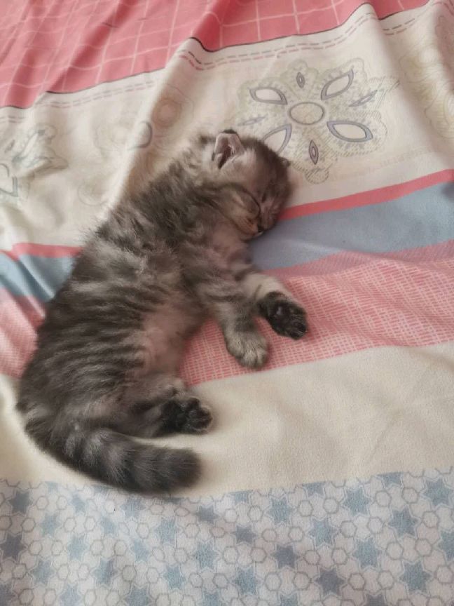 猫图片|宠物猫|猫咪|