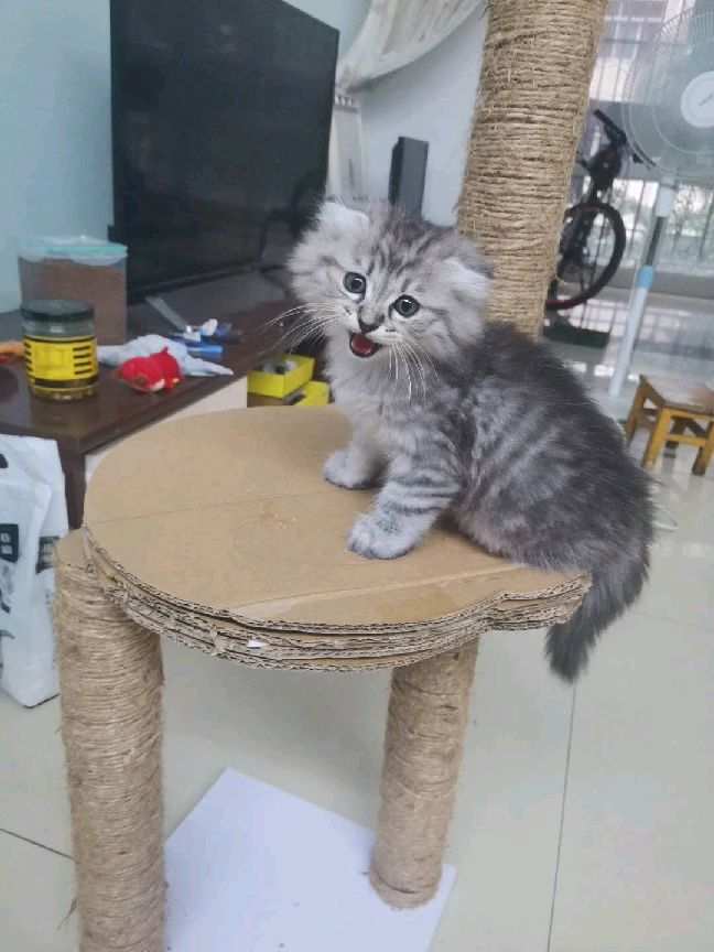 猫图片|宠物猫|猫咪|