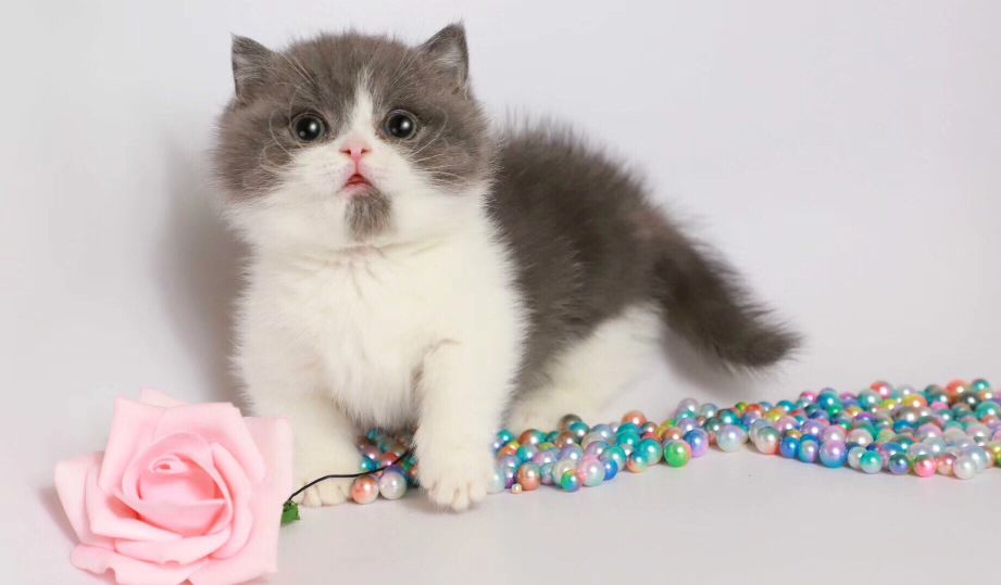 猫图片|宠物猫|猫咪|