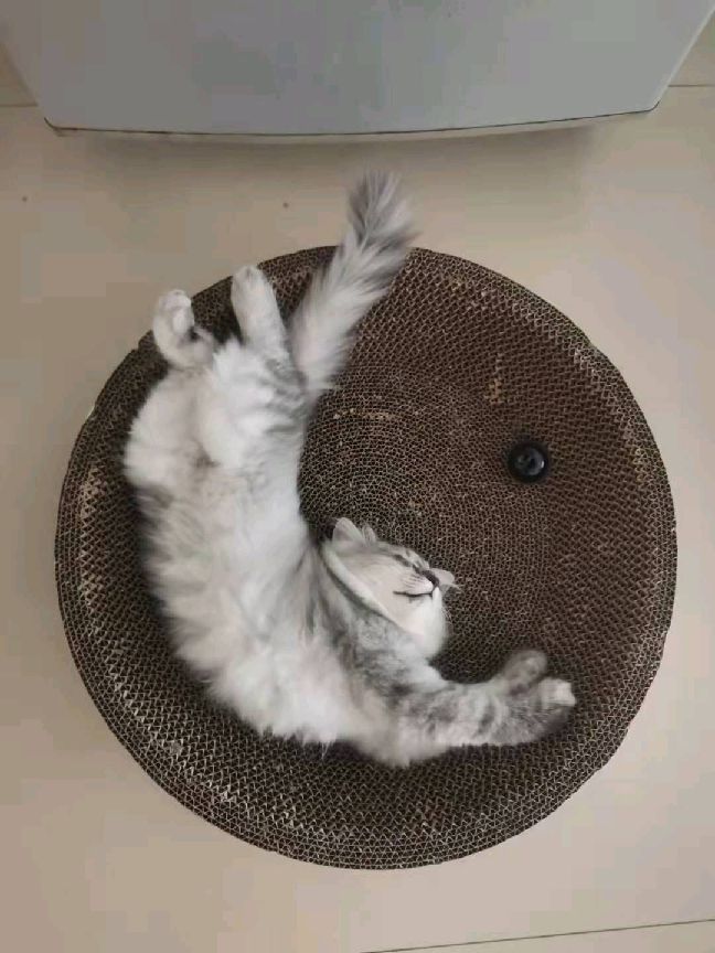 猫图片|宠物猫|猫咪|