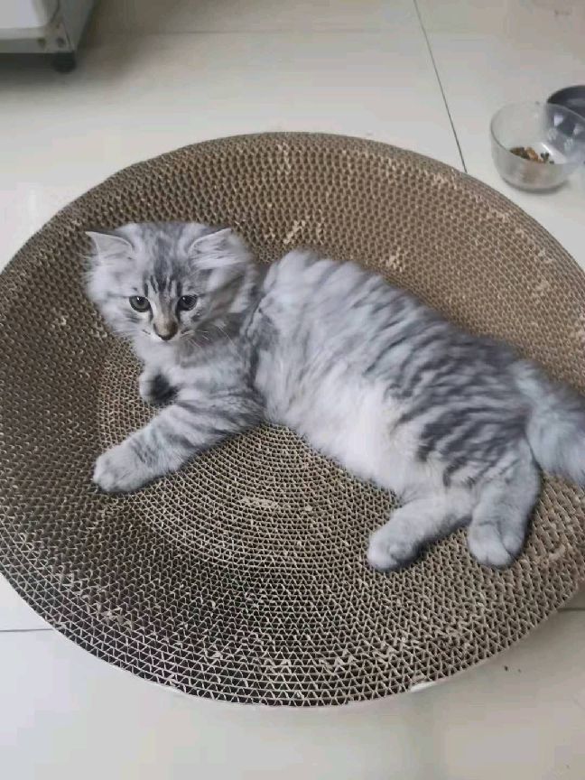 猫图片|宠物猫|猫咪|