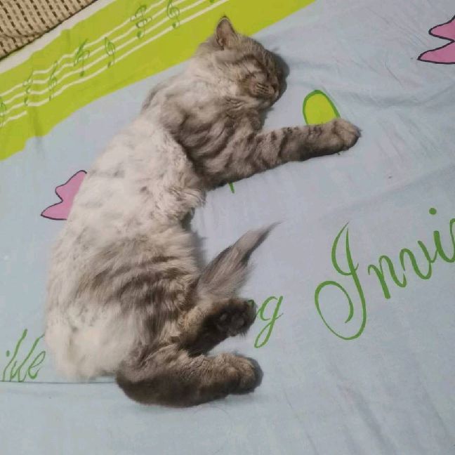 猫图片|宠物猫|猫咪|