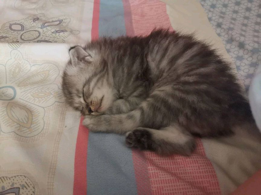 猫图片|宠物猫|猫咪|