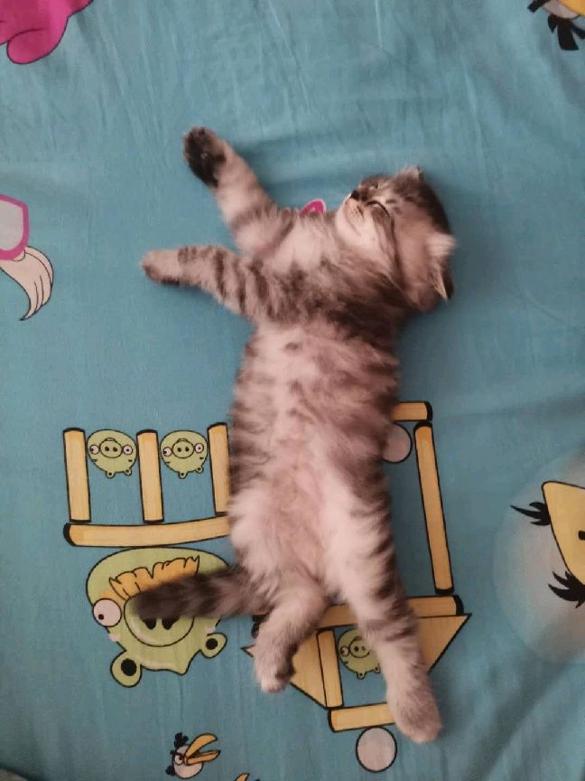 猫图片|宠物猫|猫咪|