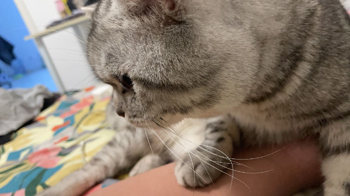 猫图片|宠物猫|猫咪|