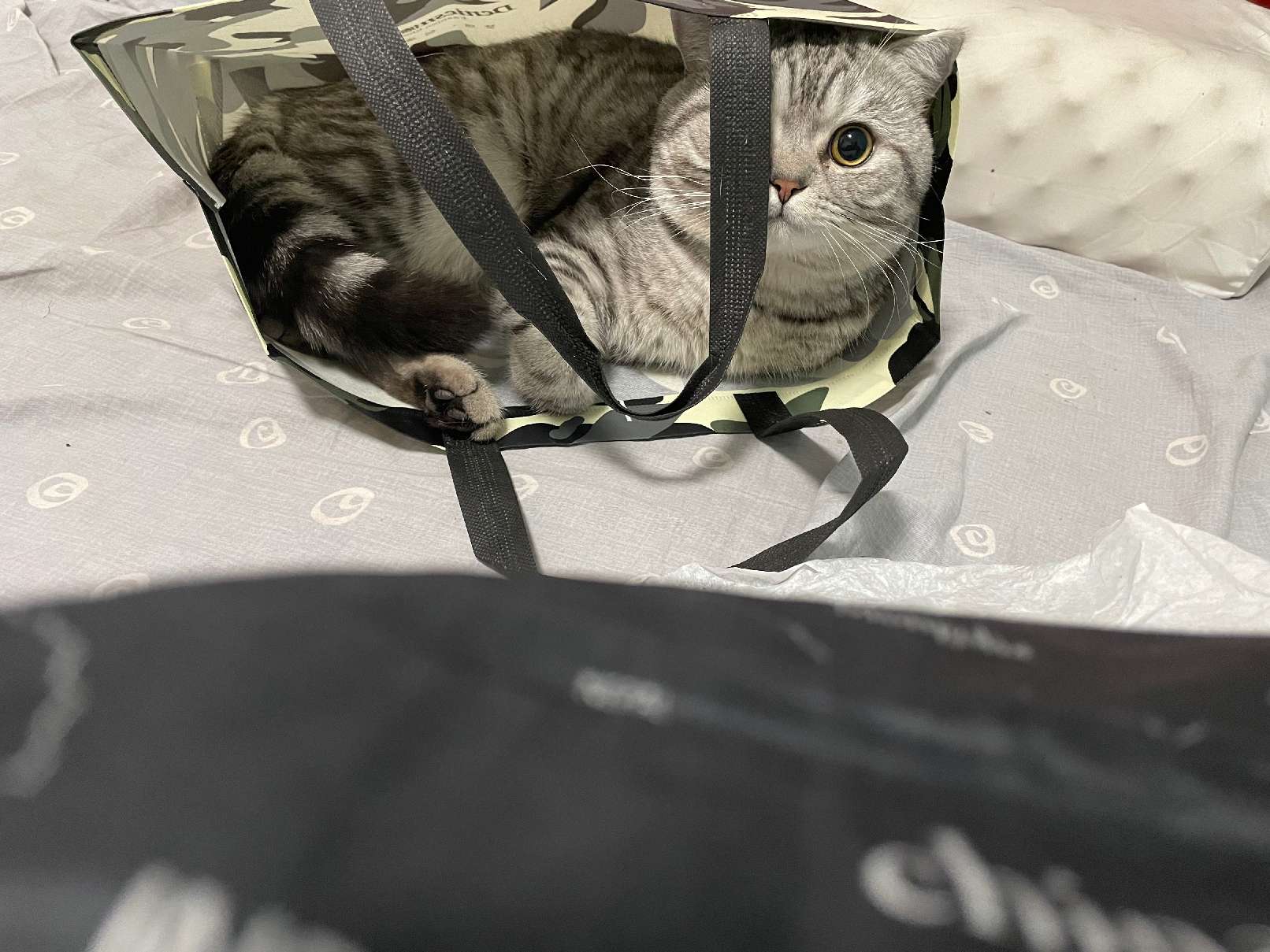 猫图片|宠物猫|猫咪|