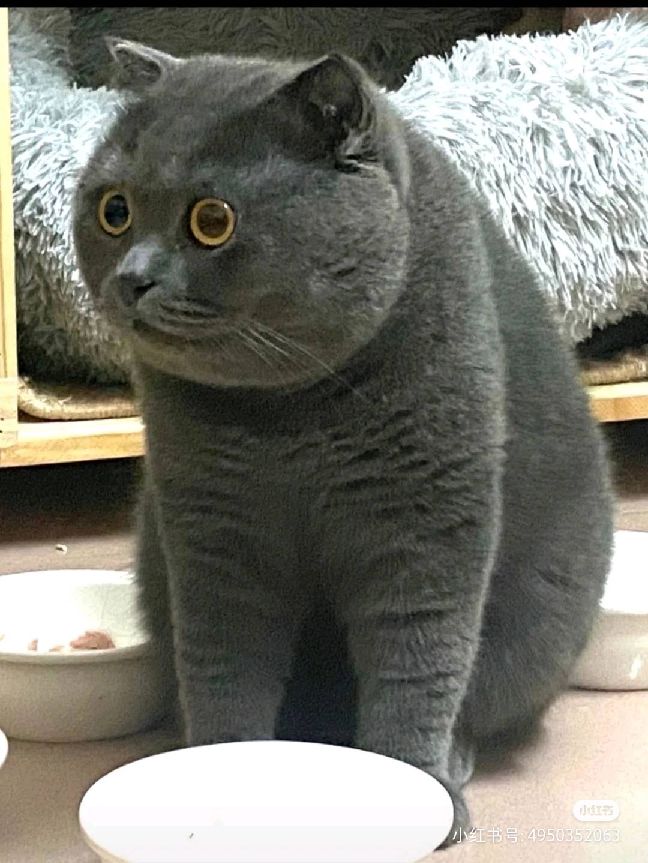 猫图片|宠物猫|猫咪|