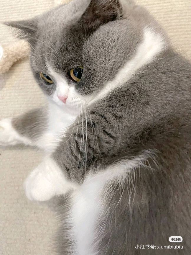 猫图片|宠物猫|猫咪|