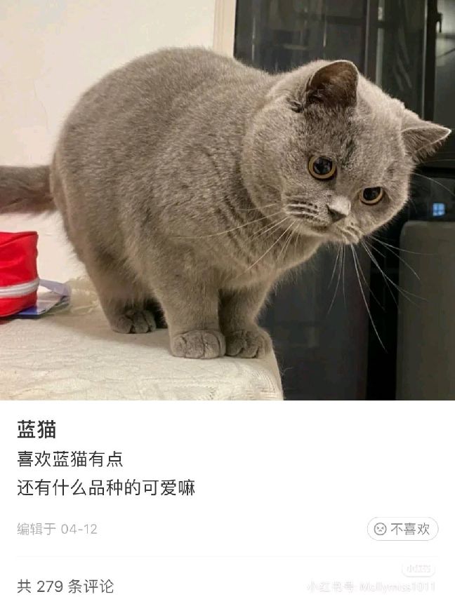 猫图片|宠物猫|猫咪|