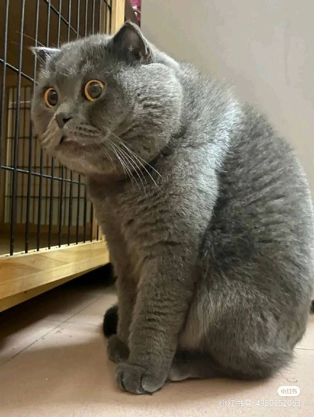 猫图片|宠物猫|猫咪|