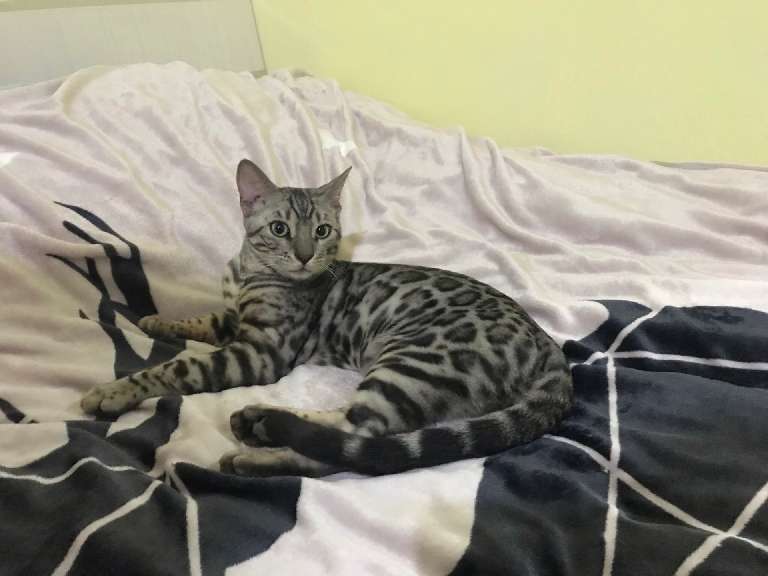 猫图片|宠物猫|猫咪|