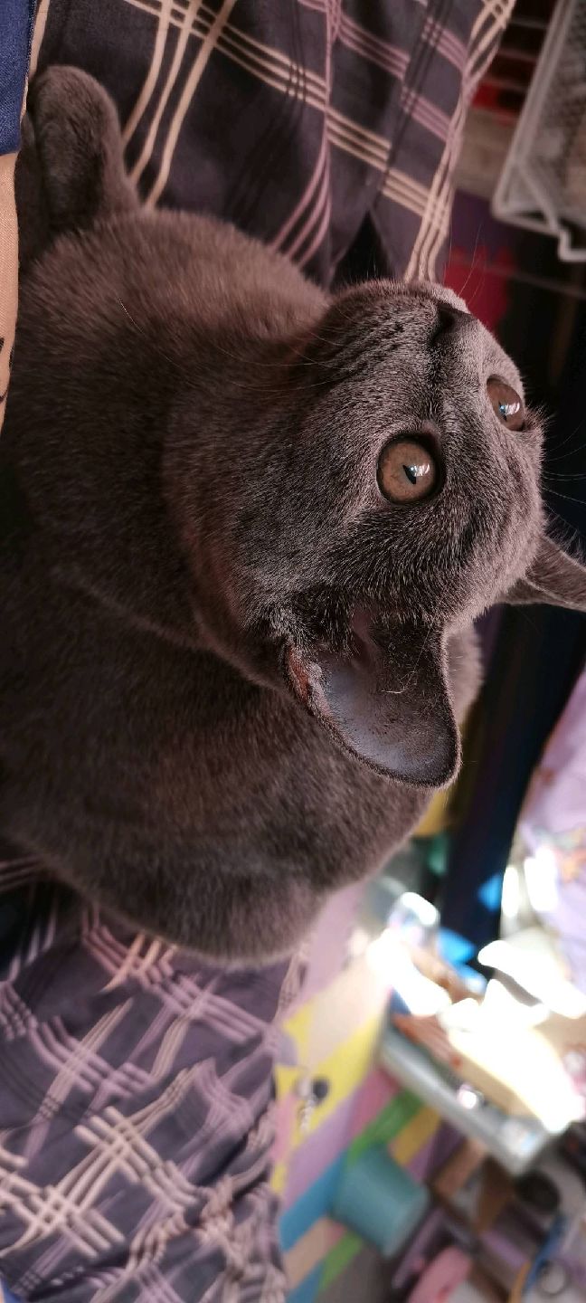 猫图片|宠物猫|猫咪|