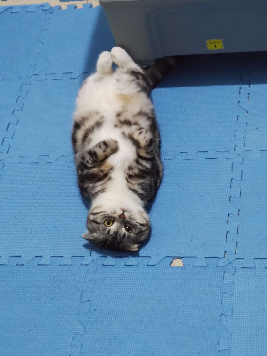 猫图片|宠物猫|猫咪|