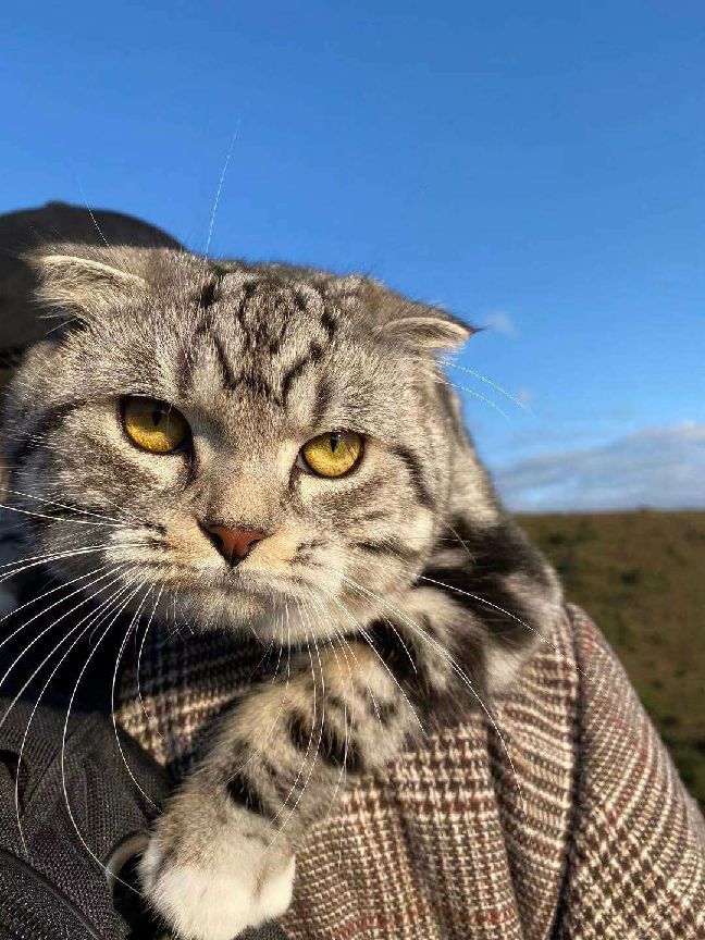 猫图片|宠物猫|猫咪|