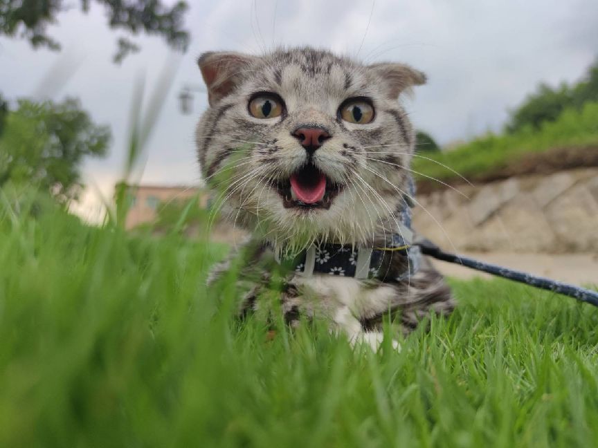 猫图片|宠物猫|猫咪|