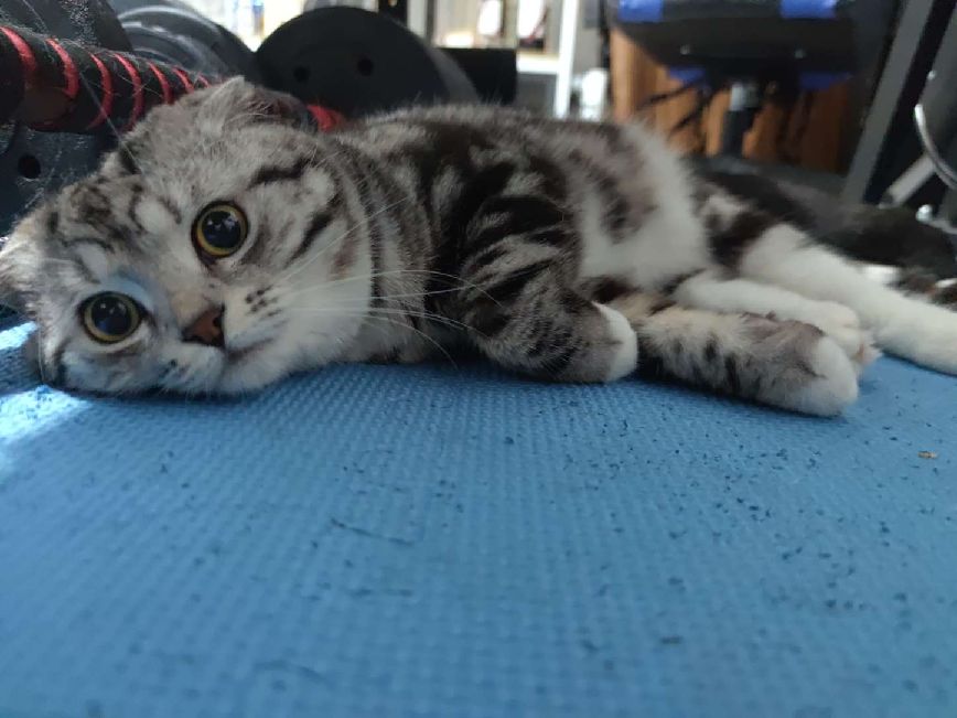 猫图片|宠物猫|猫咪|