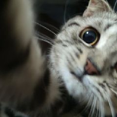 猫图片|宠物猫|猫咪|