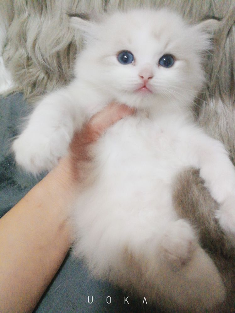 猫图片|宠物猫|猫咪|