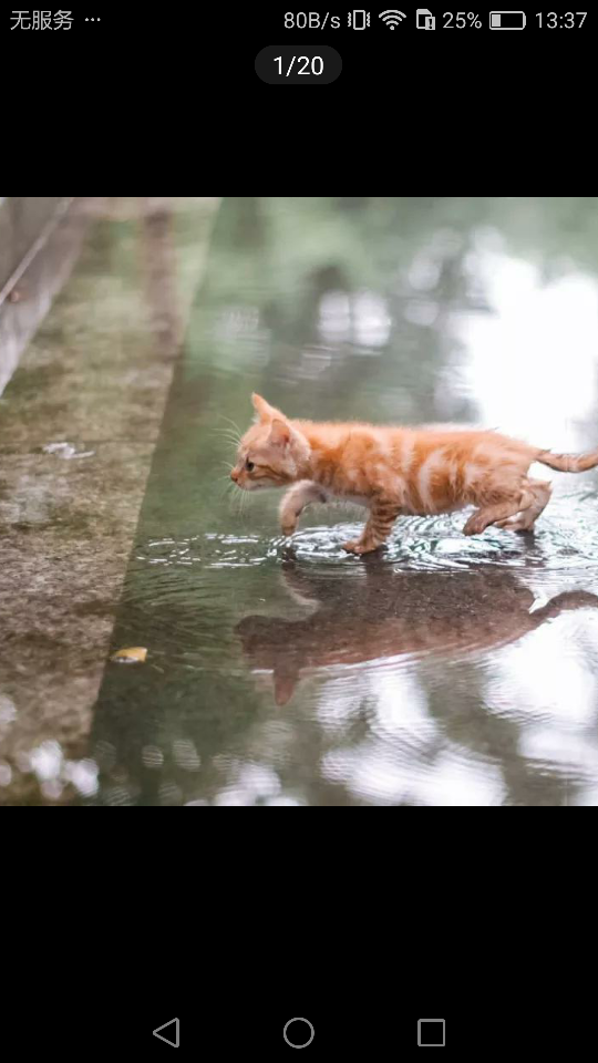 猫图片|宠物猫|猫咪|