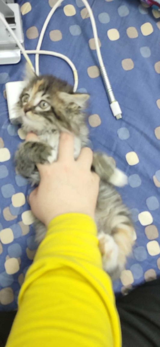 猫图片|宠物猫|猫咪|