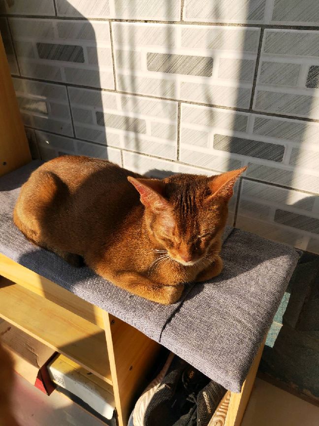 猫图片|宠物猫|猫咪|