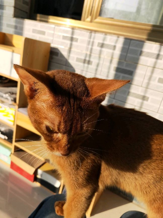 猫图片|宠物猫|猫咪|