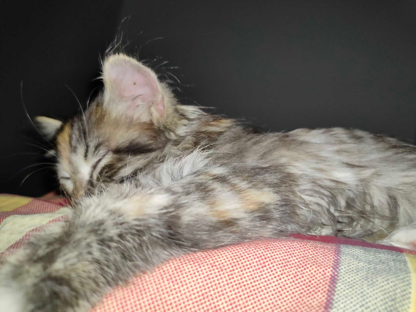 猫图片|宠物猫|猫咪|