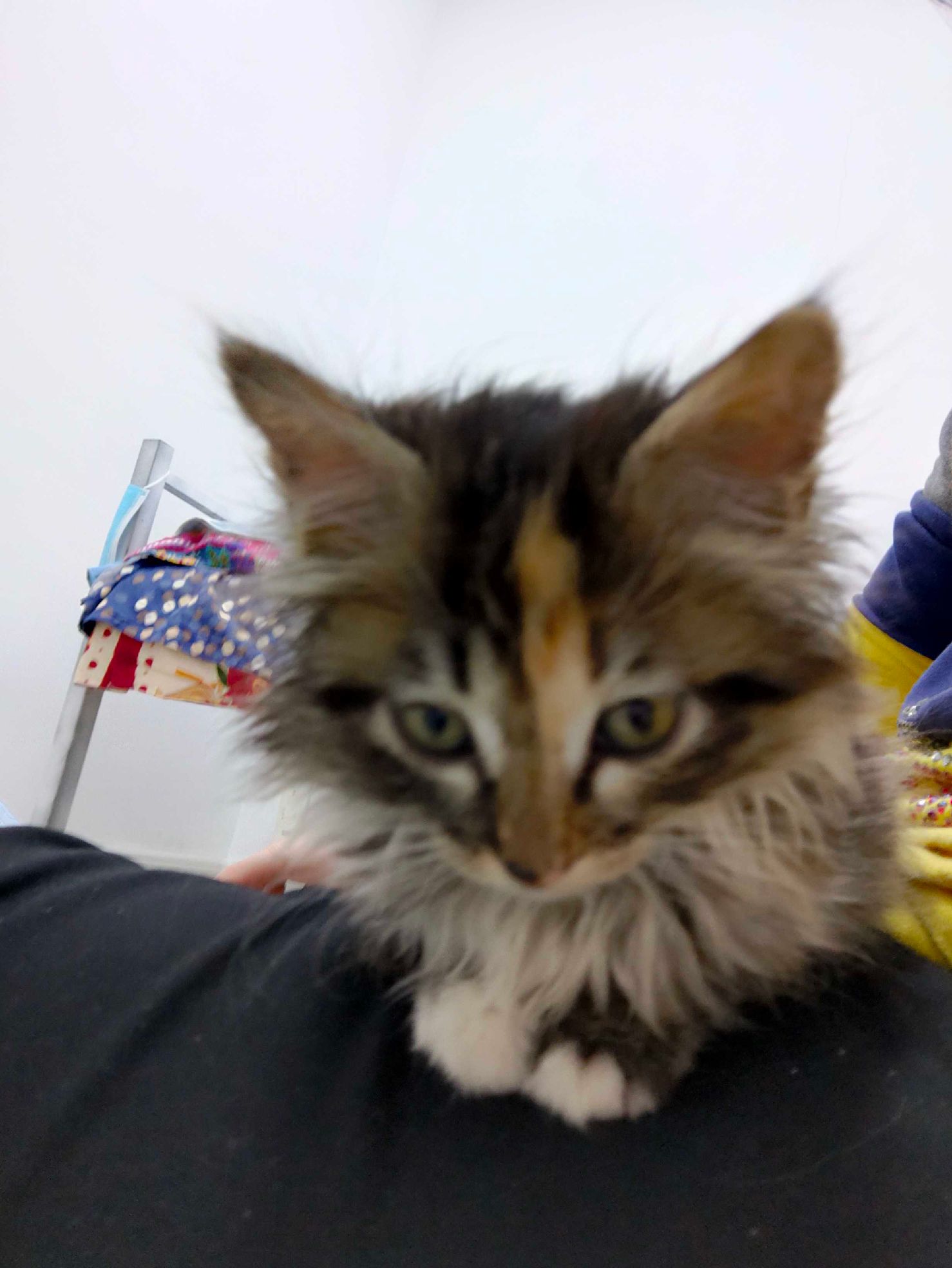 猫图片|宠物猫|猫咪|